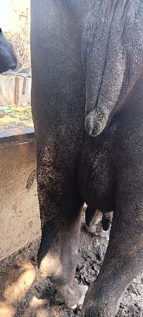 ભેંશ ૨ વેતર