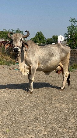 વેચવાની છે