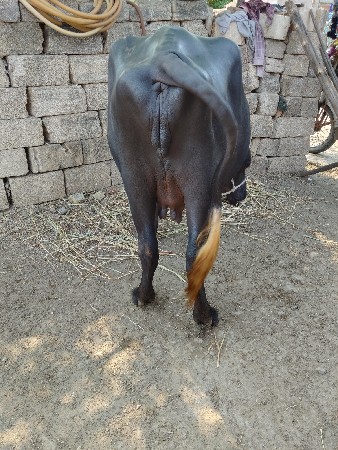 ખડેલી વેચવાની છે બે દસમો મહિનો ચાલ