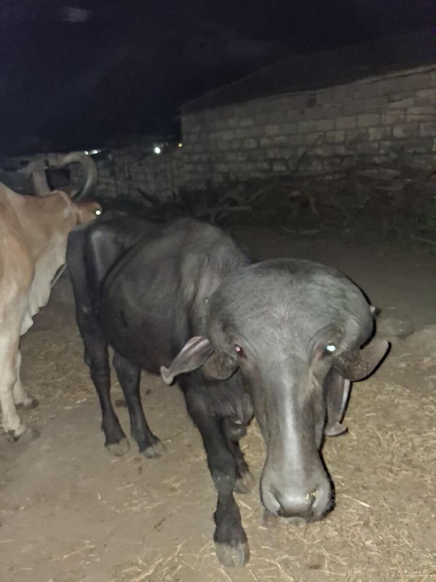 આ પાડો વેચવાનો છે