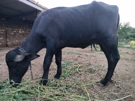 આ ખડેલી વેસવાની છે