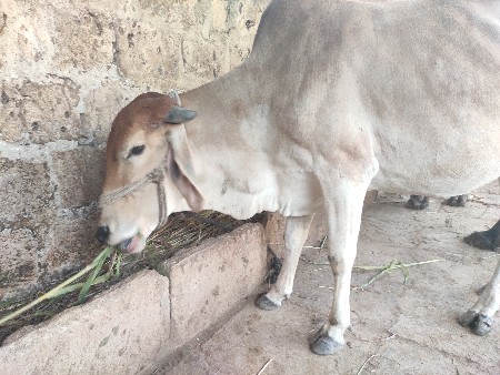 આ હોડકી વેચવાની છે