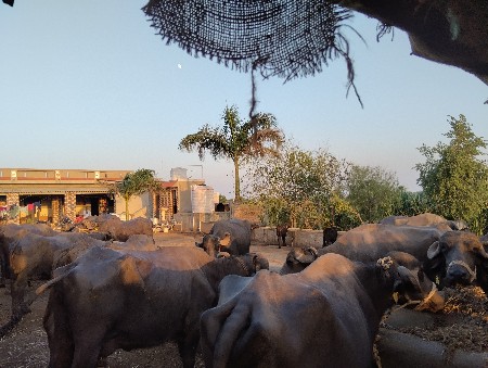 આખો તબેલો વેચવાનો સે