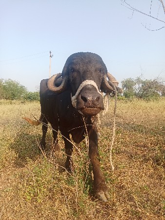 ખણેલી વેચવાની છે