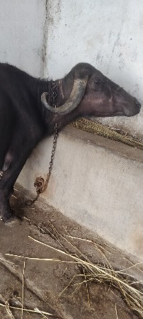 ખડેલી વેચવાની છે