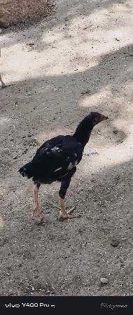 પ્યોર દેશી