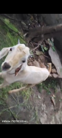 1 વર્ષ ના છે બંને બકરા