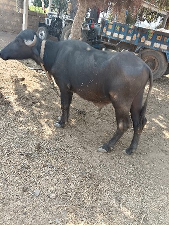 પાડો વેચવાનો છે