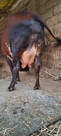 ગાય વેચવાની છે.