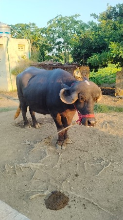 ભેંસ વેચવાની છે