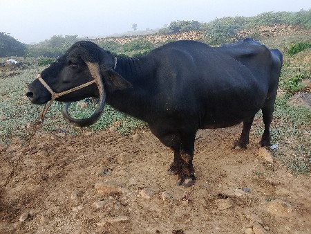 ભેસ વેચવાની સે