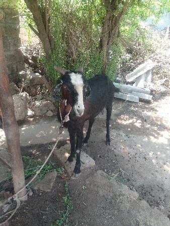 Chand per gaon panvar taluka devbhu