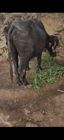 જાફરાબાદી પાડી વેચવાની છે