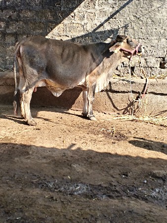 ગીર કોસ ગાય વેસવા ની છે