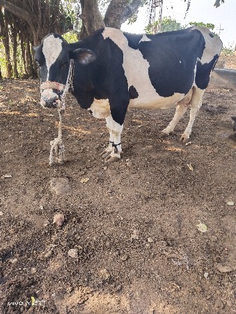 ગાય વેચવાની છે દોઢ મહિના ની કાચી છ