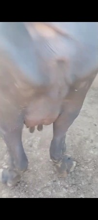 ભેંસ વેચવાની છે