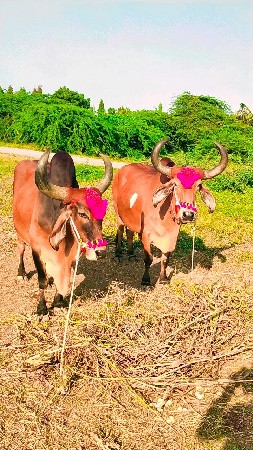 ટોટલ જવાબદારી થી બળદ વેચવાના છે ભા