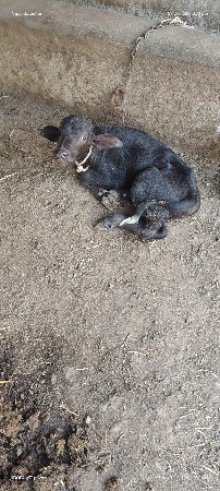 પાડો વેચવાનો છે