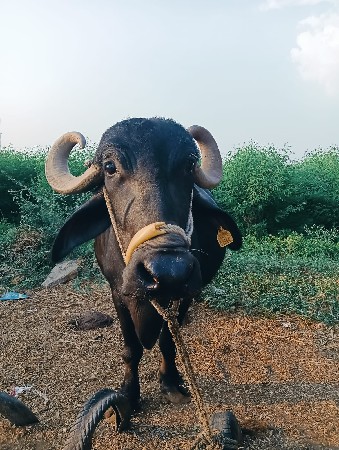 ઘર ધરાવ ભેંસ વેસવાની છે