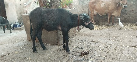 વેચવાની છે
