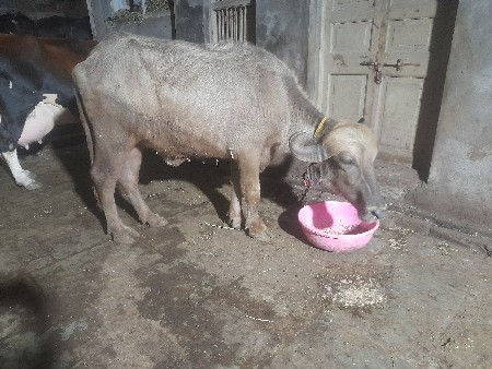 ભૂરી પાડી વેચવાનીછે