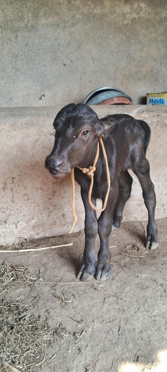 પાડો વેસવાનો સે