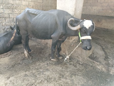 6 લિટર દૂધ મહિના દિવસની