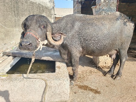 પેલા વેતર ની ખડેલી વેચવાની સે