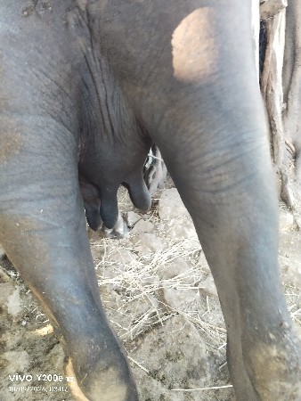 ભેંસ વેચવાની છે બધુ‌ જવાબદારી