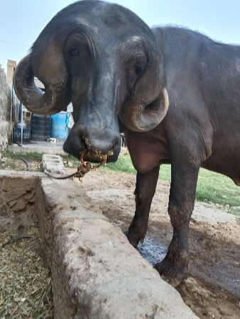 પાડો