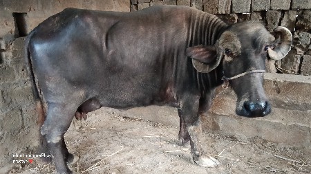 ભેંસ વેચવાની છે