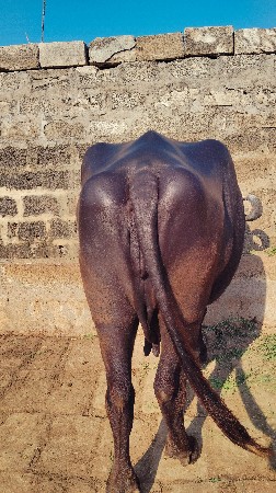 ભેંસ વેસવાની છે ૩ વેતર