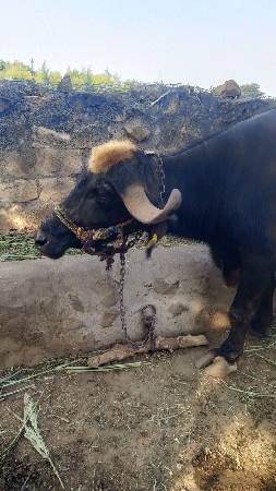 ગોખલાણા