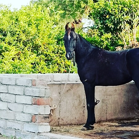 ghodi vesvani se