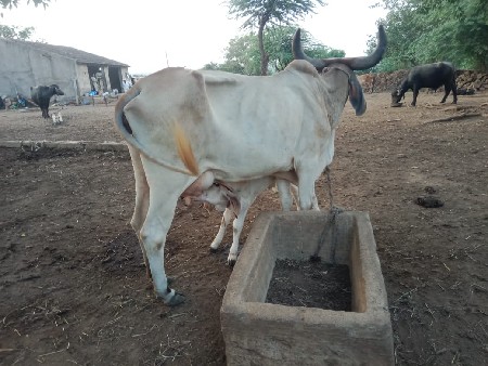 ગાય વેચવાની છે