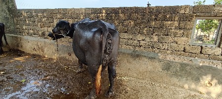 ભેંસ વેચવાની છે.