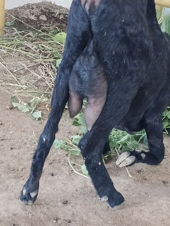 બકરી વેચવાની છે