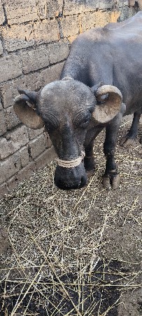 ભેંશ વેચવા ની છે