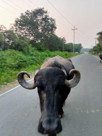 ભેંસ વેચવાની છે
