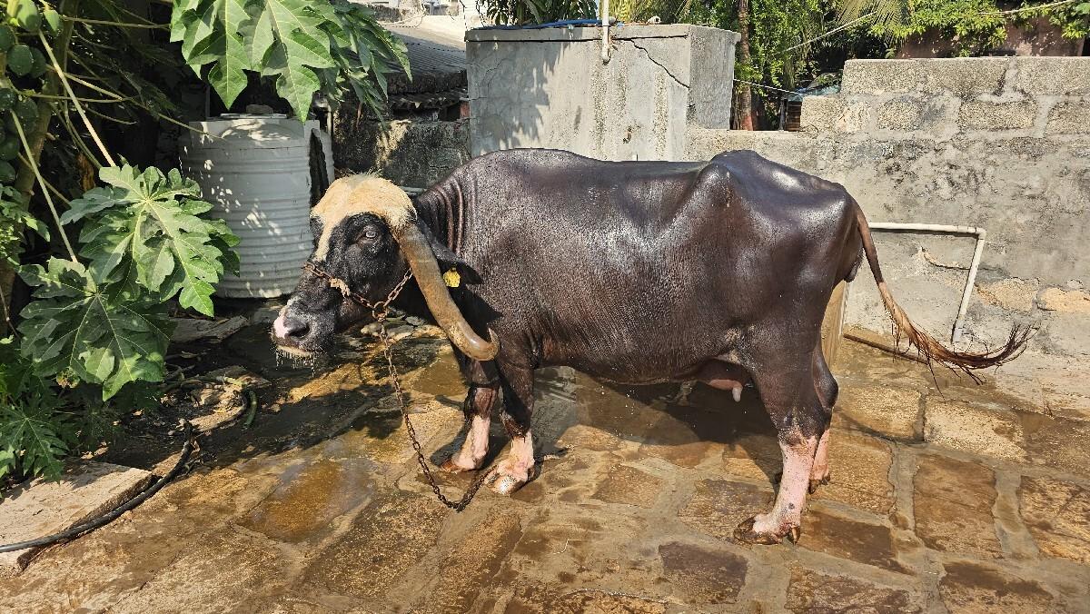 ભેસ વેચવાની છે