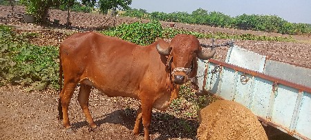 વેશવાની. સૈ
