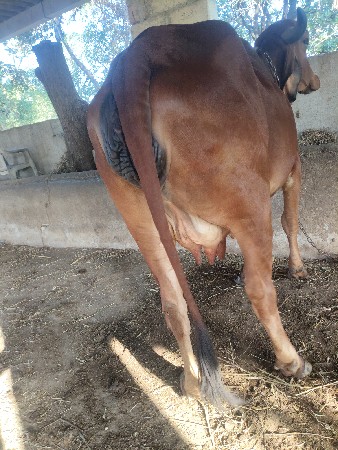 ગાય વેચવાની છે