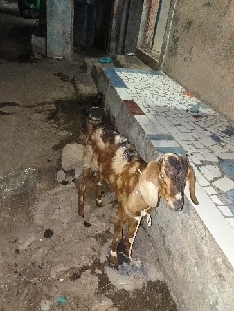 aek bakri