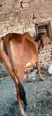 ગાય વેચવાની છે
