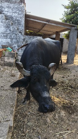 ભેંસ વેચવાની છે