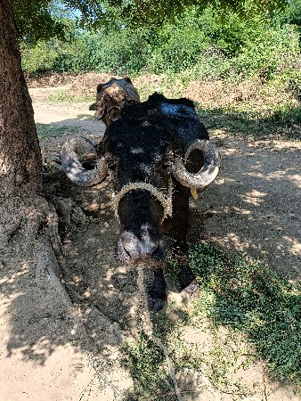 વેચવાની છે