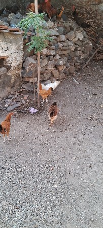 10 marghe orejnal desi