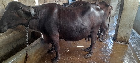આ ભેસ વેચવાની છે