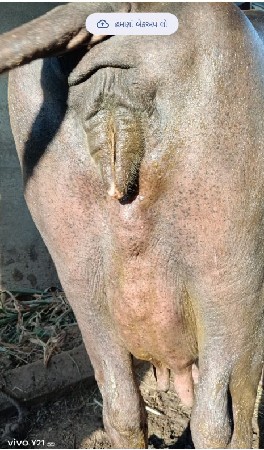 આ ભેસ વેચવાની છે