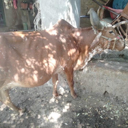 20 દિવસની કાશી